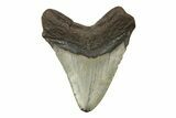 Fossil Megalodon Tooth - North Carolina #245887-2